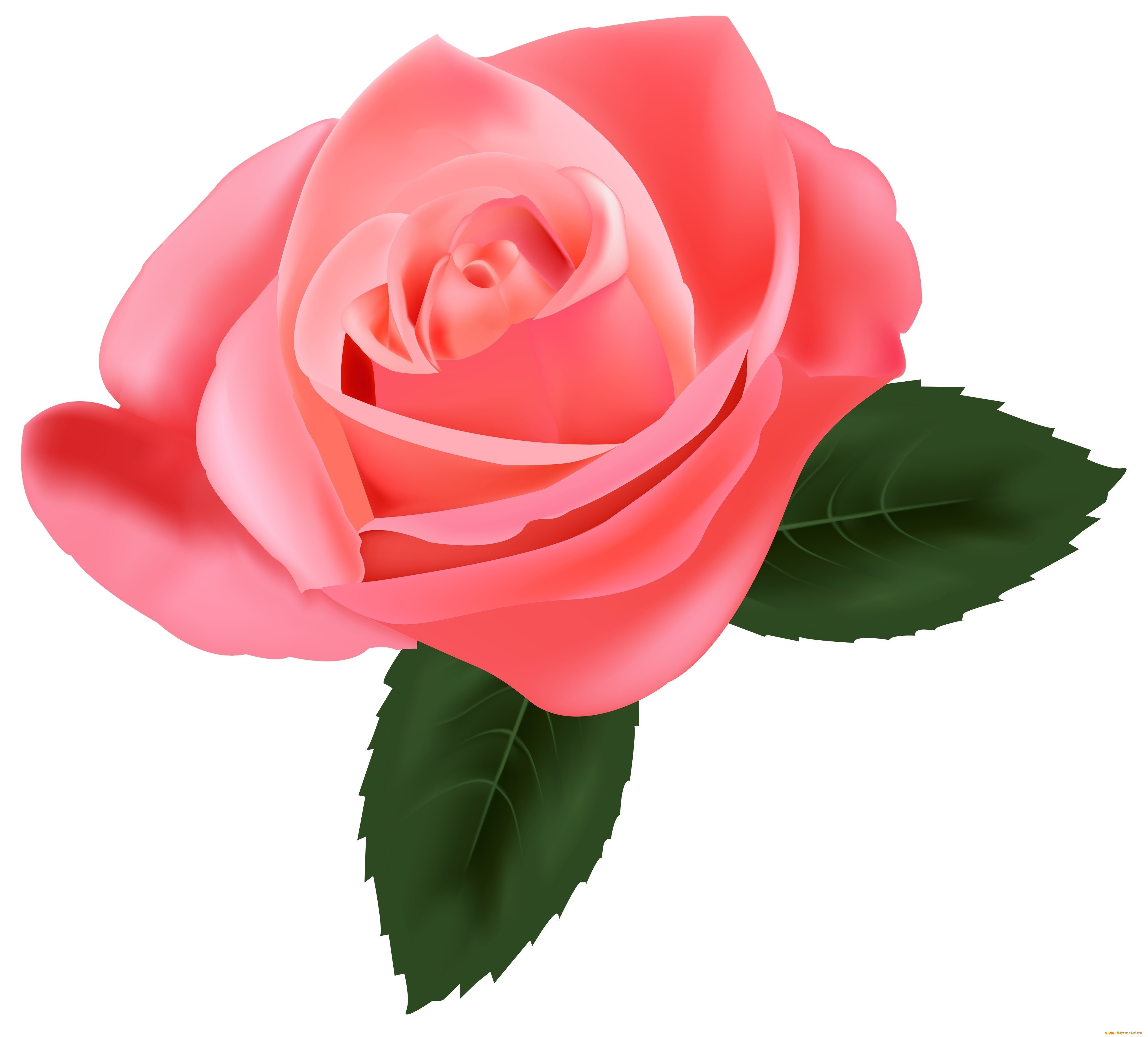  ,  , flowers, , , 